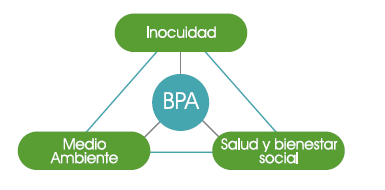 Inocuidad, Medio ambiente, Salud y bienestar. Buenas prácticas agrícolas (BPA)