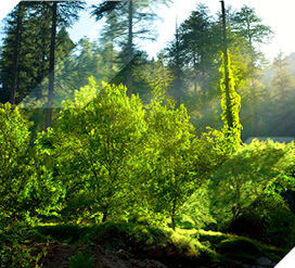 Plan de cambio certificación proyectos forestales