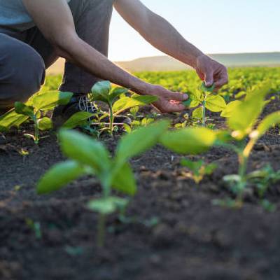<p>Agrícola y Alimentos</p>

