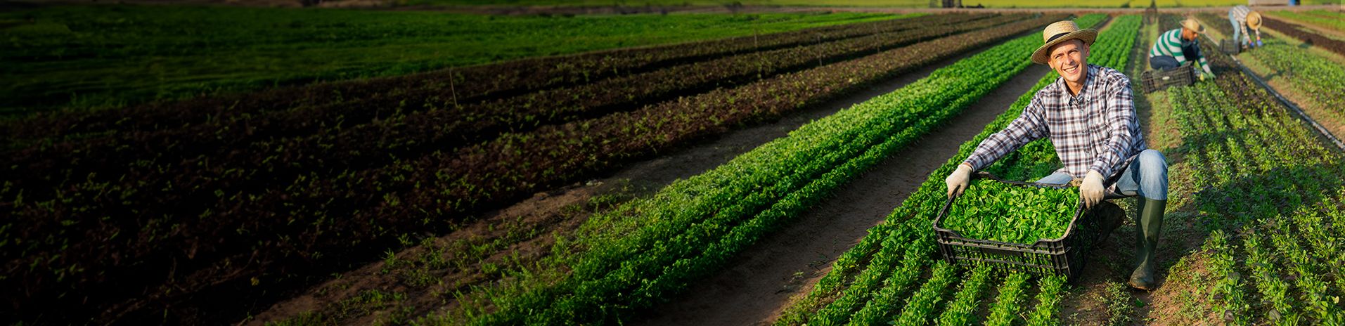 ¿Qué traemos para la competitividad del Sector Agroalimentario?